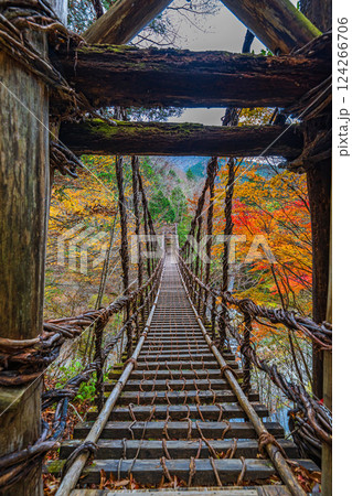 【徳島】秋の奥祖谷二重かずら橋　男橋【紅葉】 124266706