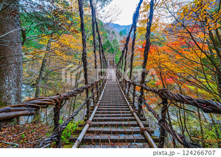 【徳島】秋の奥祖谷二重かずら橋　男橋【紅葉】 124266707