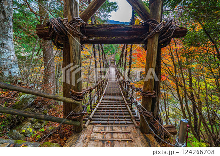 【徳島】秋の奥祖谷二重かずら橋　男橋【紅葉】 124266708