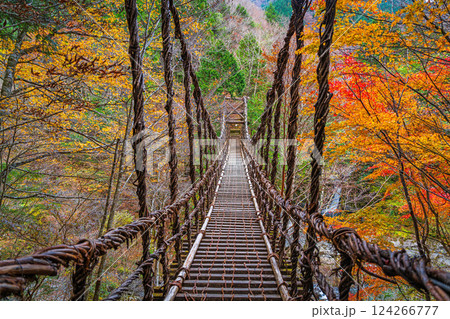 【徳島】秋の奥祖谷二重かずら橋 男橋【紅葉】 【徳島】秋の奥祖谷二重かずら橋 男橋【紅葉】 124266777