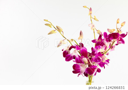 花瓶に生けたデンファレ ホワイトバージョン 花瓶に生けたデンファレ ホワイトバージョン 124266831