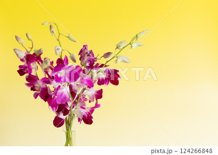 花瓶に生けたデンファレ イエローバージョン 花瓶に生けたデンファレ イエローバージョン 124266848