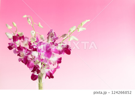 花瓶に生けたデンファレ　ピンクバージョン 124266852