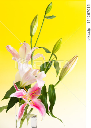 ガラスの花瓶に生けたユリの花 ガラスの花瓶に生けたユリの花 124267016