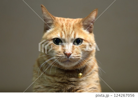 茶トラ猫 茶トラ猫 124267056