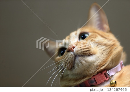 茶トラ猫 124267466