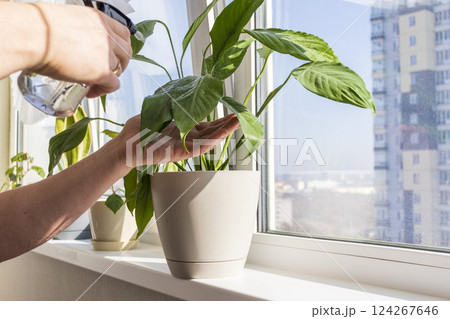Man spraying indoor plants on the windowsill 124267646