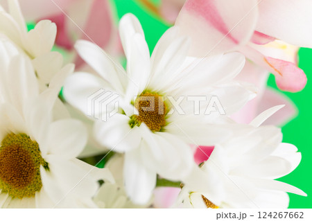 花瓶に生けた小菊のクローズアップ　 124267662