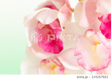 花瓶に生けた蘭のクローズアップ 花瓶に生けた蘭のクローズアップ 124267681
