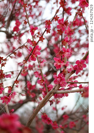 大阪城公園にて美しく咲く梅の花 124267929