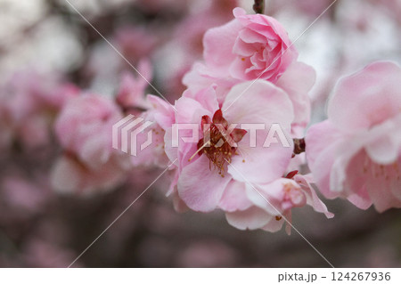 大阪城公園にて美しく咲く梅の花 124267936