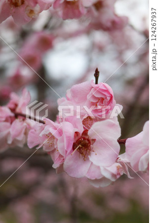 大阪城公園にて美しく咲く梅の花 124267937