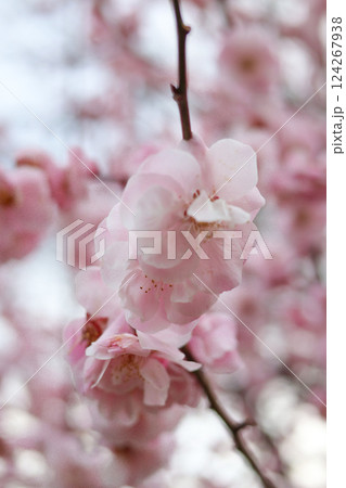 大阪城公園にて美しく咲く梅の花 124267938