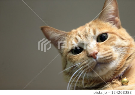 茶トラ猫 茶トラ猫 124268388