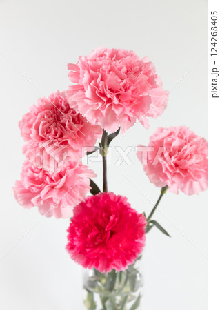 花瓶に生けたカーネーション ホワイトバックバージョン 花瓶に生けたカーネーション ホワイトバックバージョン 124268405