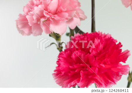 花瓶に生けたカーネーション　ホワイトバックバージョン 124268411