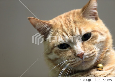 茶トラ猫 茶トラ猫 124268469