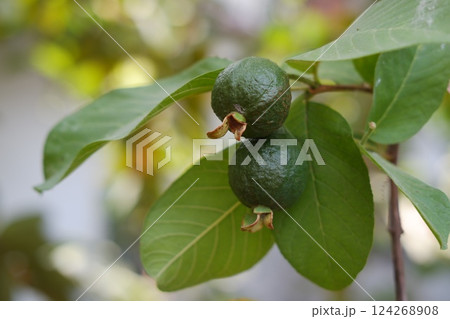 Guava fruit on the tree in the garden with green leaves background Guava fruit on the tree in the garden with green leaves background 124268908