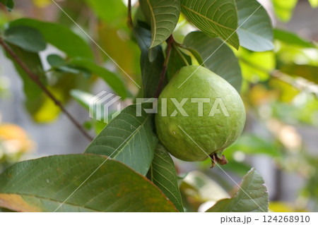 Guava fruit on the tree in the garden with green leaves background 124268910