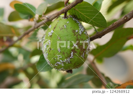 Guava fruit on the tree in the garden with green leaves background 124268912