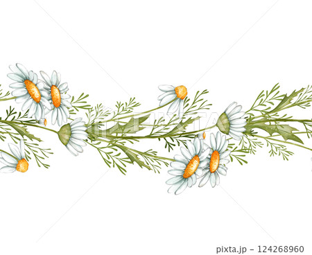 Chamomile seamless border. Hand drawn illustration - frame with daisy flowers. Chamomile seamless border. Hand drawn illustration - frame with daisy flowers. 124268960