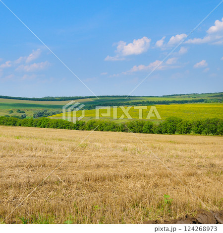 Harvested wheat field with golden straw. Harvested wheat field with golden straw. 124268973