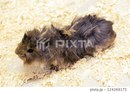 A small, fluffy rodent is seen moving across a textured surface covered in sawdust. The creature's distinctive fur and lively demeanor create an engaging atmosphere. 124269175