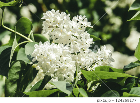 purple lilac in green bush flower closeup 124269177