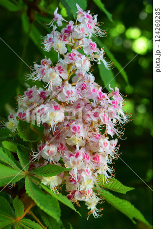 A clusters of white flowers from a horse chestnut tree with pink spots and prominent stamens. 124269285