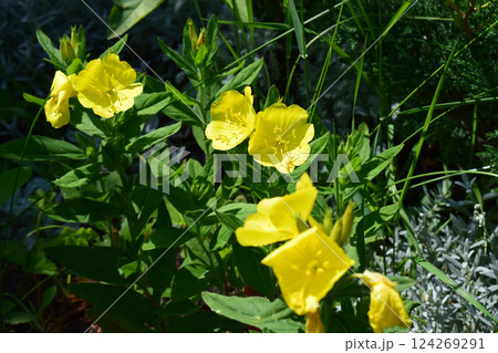 Close up of a yellow Meadow Buttercup flower. Also known as a Common, Giant, and Tall Buttercup. Close up of a yellow Meadow Buttercup flower. Also known as a Common, Giant, and Tall Buttercup. 124269291