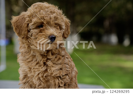 Cute brown poodle puppy outside Cute brown poodle puppy outside 124269295
