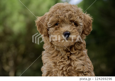 Cute brown poodle puppy outside Cute brown poodle puppy outside 124269296