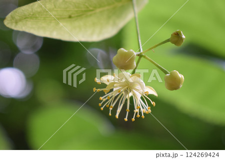 A close-up of a small, delicate flower of flowering linden with pale yellow petals and numerous stamens tipped with yellow pollen. A close-up of a small, delicate flower of flowering linden with pale yellow petals and numerous stamens tipped with yellow pollen. 124269424