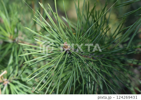 Detailed View of Sharp Green Pine Needles 124269431