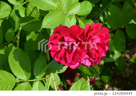 Vibrant red roses surrounded by lush green leaves, suggesting a healthy garden or natural setting. Vibrant Blooms in a Natural Setting Vibrant red roses surrounded by lush green leaves, suggesting a healthy garden or natural setting. Vibrant Blooms in a Natural Setting 124269445