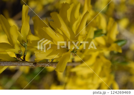 Forsythia flowers in sunny day. Nature soft selective focus blurred background 124269469