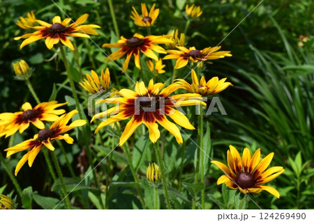 A group of Rudbeckia hirta yellow flowers with dark centers, surrounded by green vegetation. Cluster of Vibrant Rudbeckia Blooms 124269490