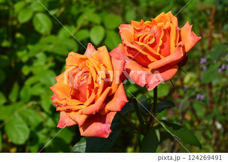 Two vibrant orange roses with intricate petals, set against a backdrop of lush green foliage. OVibrant Blooms Against Lush Foliage Two vibrant orange roses with intricate petals, set against a backdrop of lush green foliage. OVibrant Blooms Against Lush Foliage 124269491