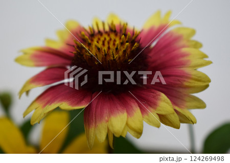 A Gaillardia flower with vibrant colors, predominantly pink, yellow and dark red. A Gaillardia flower with vibrant colors, predominantly pink, yellow and dark red. 124269498