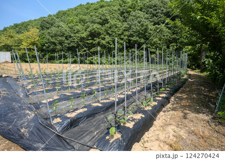 Korean farm. Planting and growing peppers. Korean farm. Planting and growing peppers. 124270424