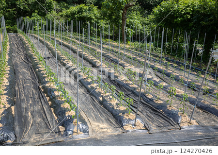Korean farm. Planting and growing peppers. Korean farm. Planting and growing peppers. 124270426