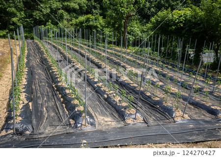 Korean farm. Planting and growing peppers. 124270427