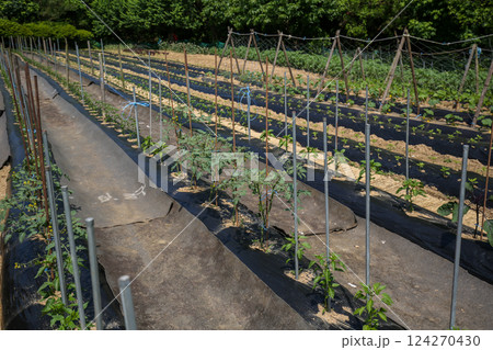 Korean farm. Planting and growing peppers. 124270430