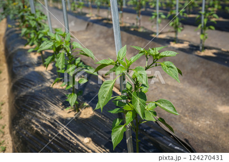 Korean farm. Planting and growing peppers. 124270431