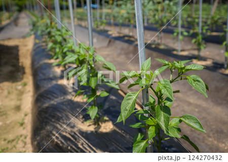 Korean farm. Planting and growing peppers. 124270432