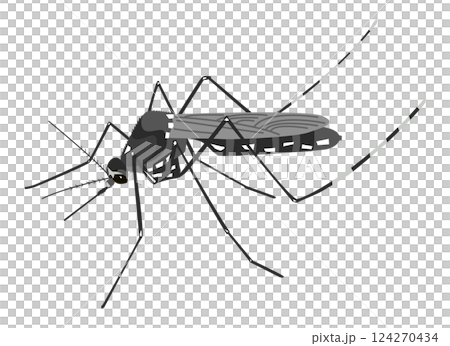 Tiger mosquito 124270434