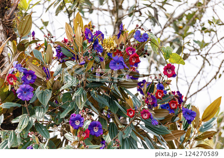 Andesanthus lepidotus, known as alstonville, Andean princess flower. Oso de Antejos, Cundinamarca department, Colombia Andesanthus lepidotus, known as alstonville, Andean princess flower. Oso de Antejos, Cundinamarca department, Colombia 124270589