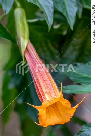 Brugmansia sanguinea, the red angels trumpet, Cundinamarca department, Colombia 124270592