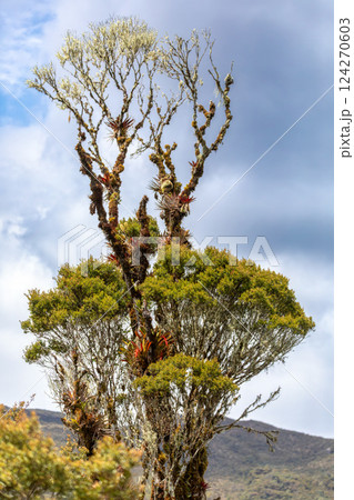 Paramo Natural Reserve, Andes Mountain Range, South America. Colombia wilderness landscape. Paramo Natural Reserve, Andes Mountain Range, South America. Colombia wilderness landscape. 124270603