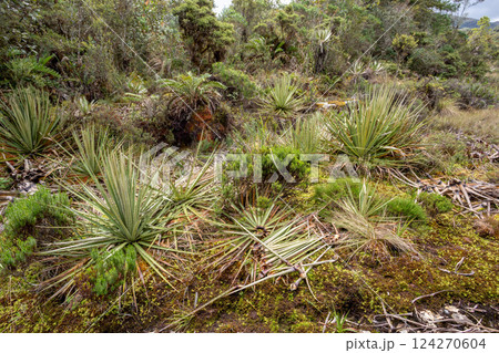 Paramo Natural Reserve, Andes Mountain Range, South America. Colombia wilderness landscape. Paramo Natural Reserve, Andes Mountain Range, South America. Colombia wilderness landscape. 124270604